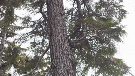 Un-Pájaro-Posado-En-Las-Ramas-En-El-Bosque-De-Mount-Baker-En-Washington,-Estados-Unidos