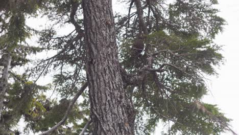A Bird Perching On Branches At Mount Baker Forest In Washington, USA