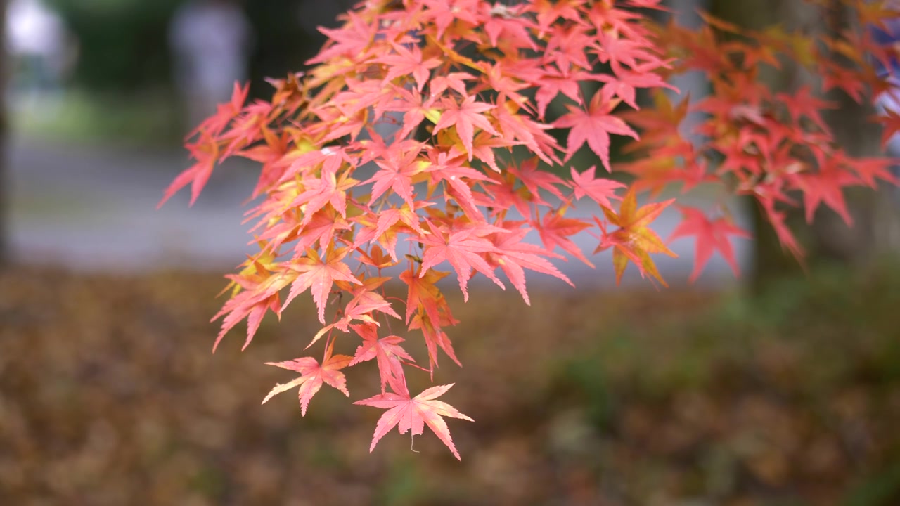 Autumn maple leaves on a branch swaying gently in the breeze, close up with bokeh.