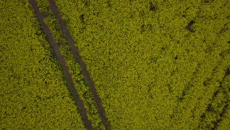 Sobrevuelo-Aéreo-Floreciente-Campo-De-Colza,-Volando-Sobre-Exuberantes-Flores-Amarillas-De-Canola,-Paisaje-Idílico-De-Agricultores-Con-Línea-Eléctrica-De-Alto-Voltaje,-Día-Nublado,-Tiro-De-Drones-De-Ojo-De-Pájaro-Avanzando