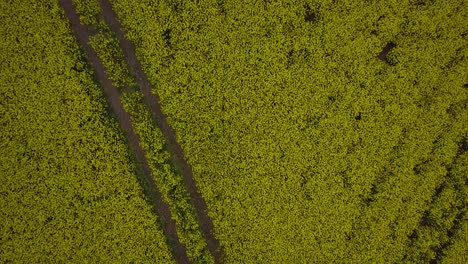 sobrevuelo aéreo floreciente campo de colza, volando sobre exuberantes flores amarillas de canola, paisaje idílico de agricultores con línea eléctrica de alto voltaje, día nublado, tiro de drones de ojo de pájaro avanzando