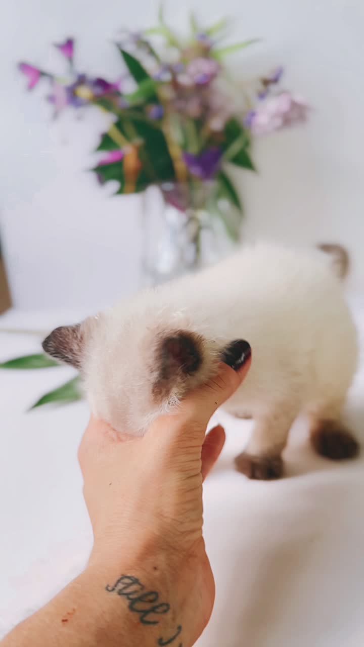 꽃과 인간의 손을 가진 새끼 고양이