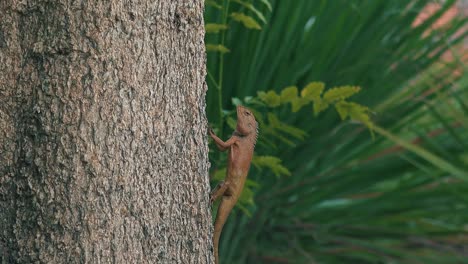 zoom out from a large tropical lizard gripping a tree trunk in the jungle