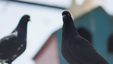 slender black imperial pigeon  inside enclosure