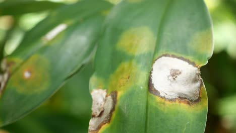 plant leaf with disease