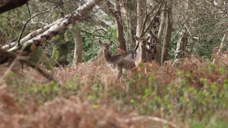 Hirsch-Im-Neuen-Wald-Clip-4