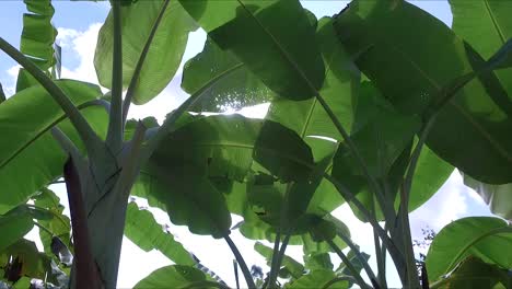 finca bananera, plantaciones de banano