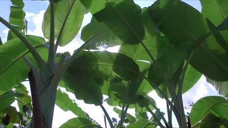 banana farm, banana plantations