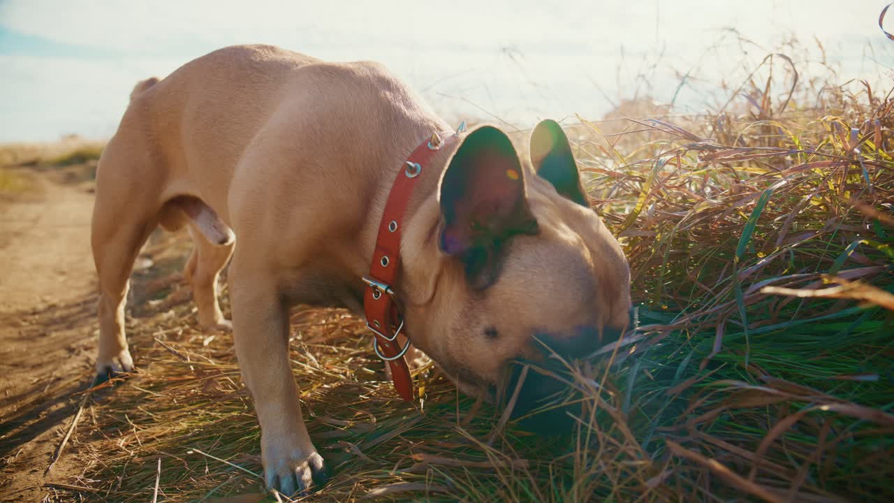 En nysgjerrig fransk bulldog som snuser på det gresskledde terrenget på en lys og solrik dag, utforsker de naturlige omgivelsene med leken entusiasme og en undersøkende ånd i en vakker utendørs setting