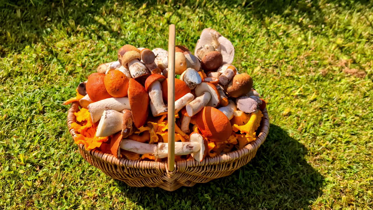 Uma cesta vibrante cheia de cogumelos selvagens variados, sobre a exuberante relva letã, perfeita para temas culinários e de natureza.