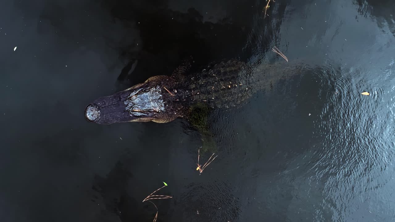 Aerial pan of calm river, alligator silhouette in water, surrounded by pine trees