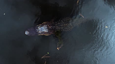aerial pan of calm river, alligator silhouette in water, surrounded by pine trees