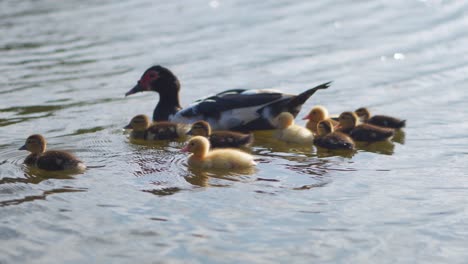 Ente-Mit-Küken,-Die-Im-See-Schwimmen