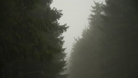 conifer forest on moody foggy day, static time lapse shot