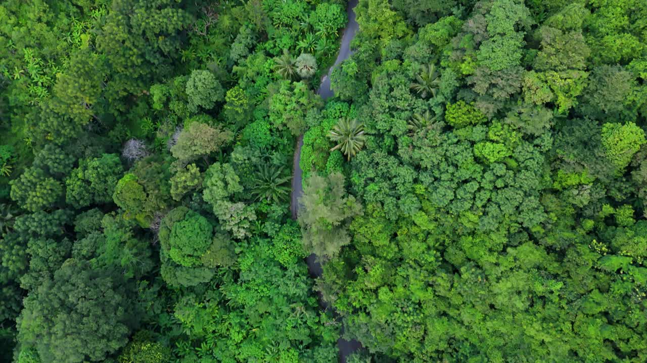 un impresionante vuelo vertical de aviones no tripulados sobre una carretera desierta en el paraíso de la selva tropical entre las palmeras en la isla de phuket en 4k