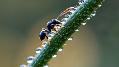 ant on dew-covered grass blade