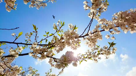 spring cherry blossom background. beautiful nature scene with sakura blooming tree and sun flare. sunny day. spring flowers. beautiful orchard. abstract blurred background