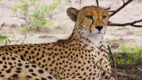 Watchful-Cheetah-female-inspecting-surroundings