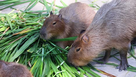 capíbaras disfrutando de una comida juntos en chonburi
