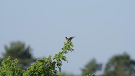 female european stonechat bird perching high in a tree