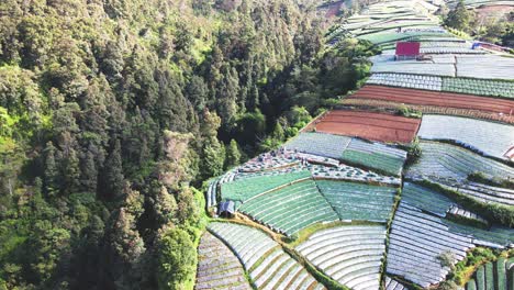 drone shot of farmers are harvesting vegetables on the agricultural field