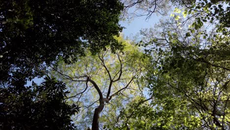 mirando al cielo a través de los árboles en verano - tiro de ángulo bajo