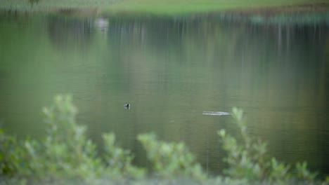 Pato-Buceando-Bajo-El-Agua-En-Un-Vasto-Lago,-Tiro-De-Zoom-Largo