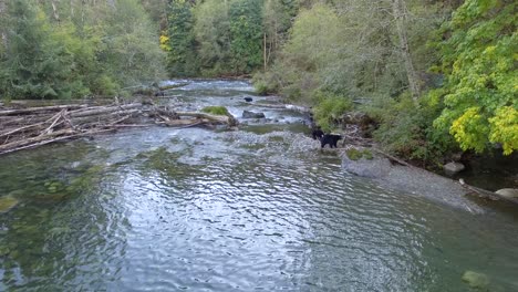 black bears search a river for fish in british columbia canada