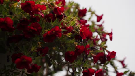 Dodonea-Native-Flower-with-Red-Petals-Hanging-in-the-Garden-on-a-Rainy-Day,-Green-Leaves