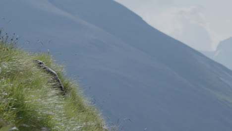 marmot sitting in grass on mountain