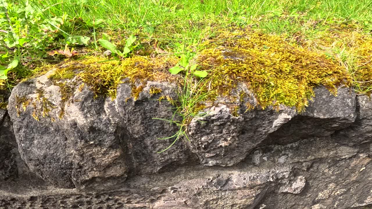 rocas de musgo y vegetación en glasgow, escocia