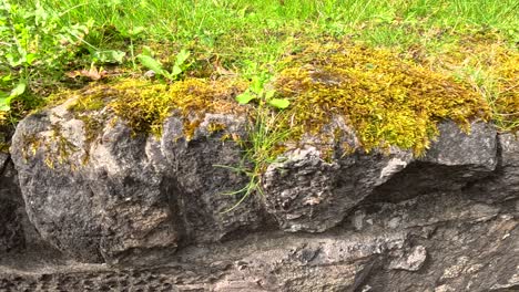 mossy rocks and greenery in glasgow, scotland