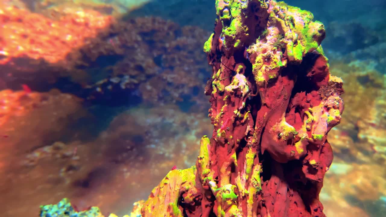 물고기 크, 수족관