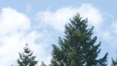 A-light-breeze-hits-a-tree,-with-clouds-moving-in-the-background