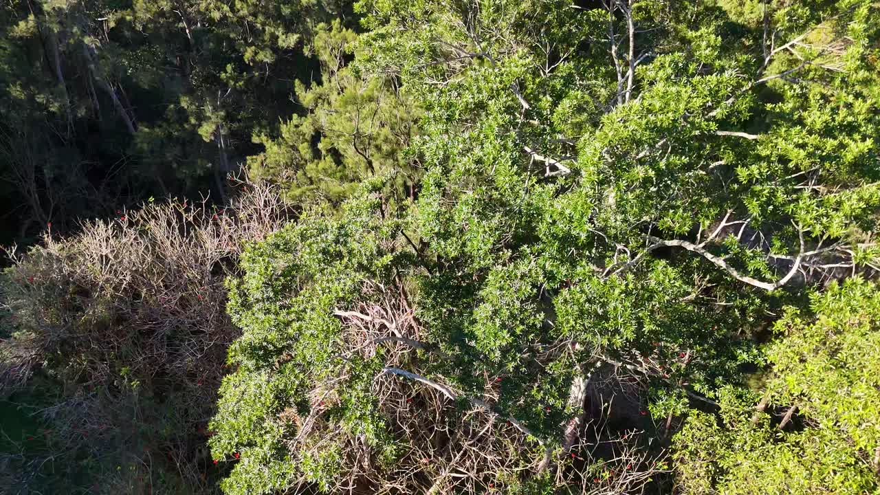Drone footage captures vibrant foliage and a serene river stream in a natural setting, showcasing seasonal changes and diverse plant life