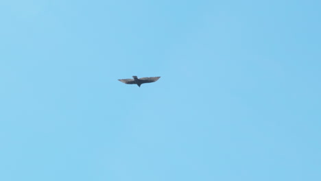 a turkey vulture flies in slow motion