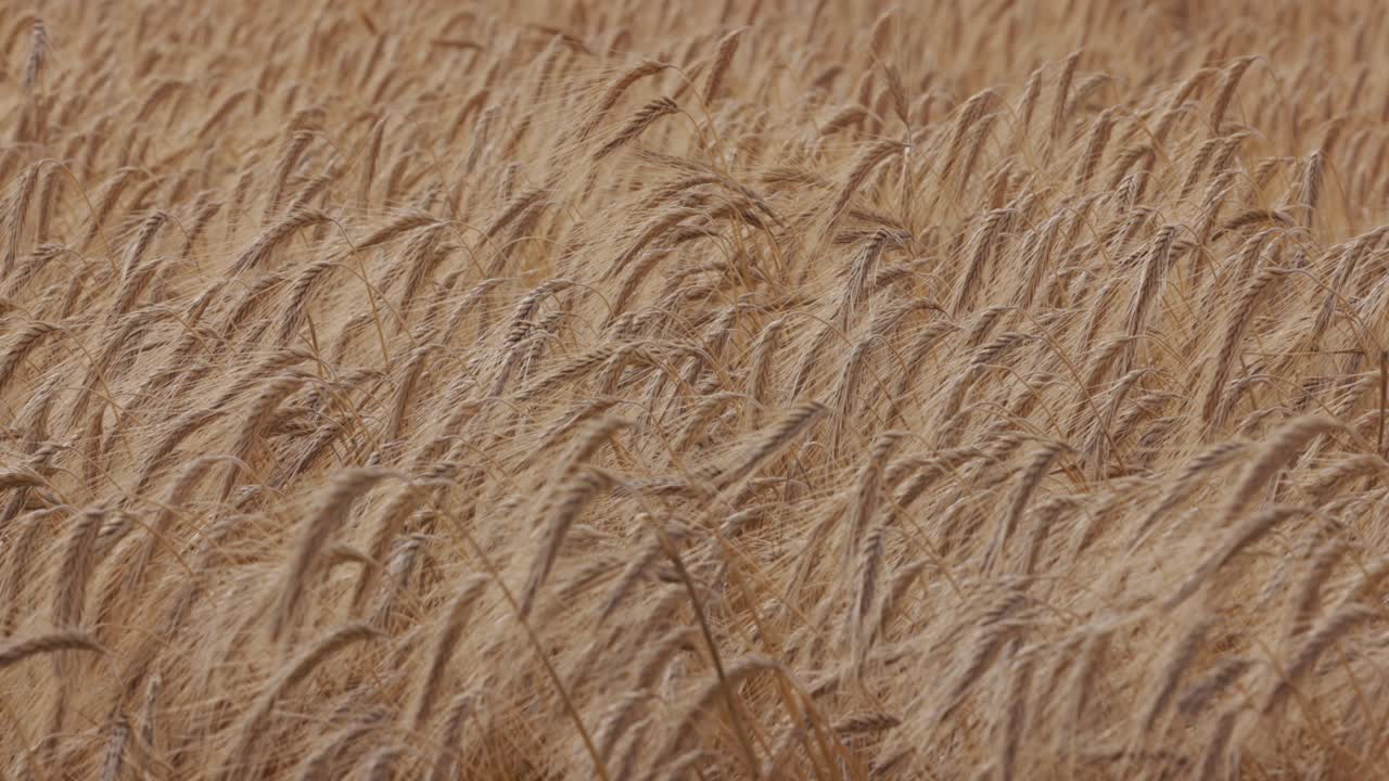 campo de trigo de verano: vientos suaves acarician las orejas oscilantes, los granos y la agricultura orgánica