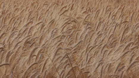 summer wheat field: gentle winds caress swaying ears, grains, and organic agriculture
