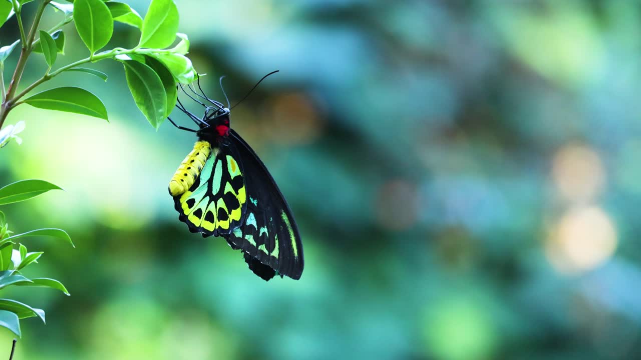 mariposa descansando en una hoja en el zoológico