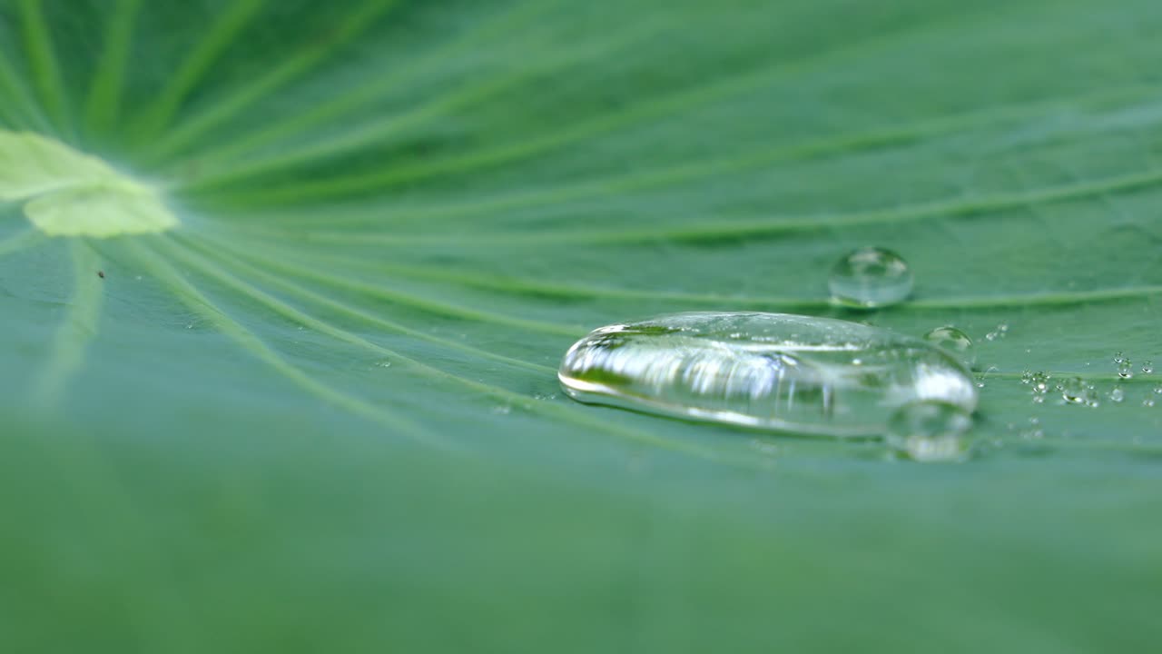 vista lateral de primer plano de las gotas de agua rodando sobre la superficie de la hoja de loto verde - almohadilla de lirio de agua en un día ventoso