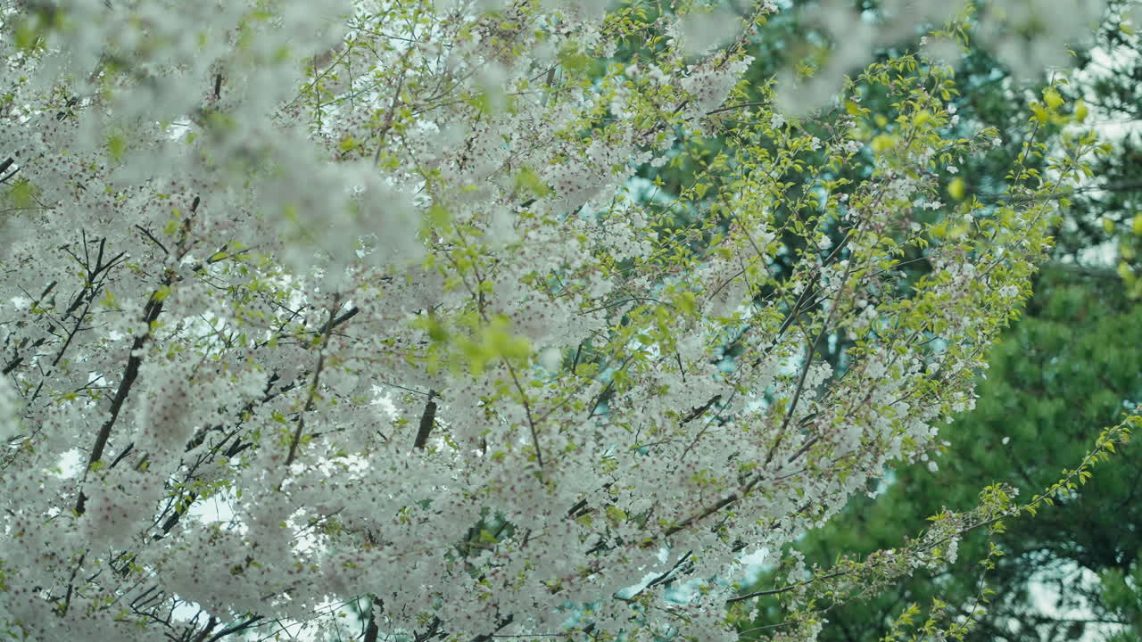 Cherry blossoms in full bloom, delicate white flowers swaying in a gentle breeze