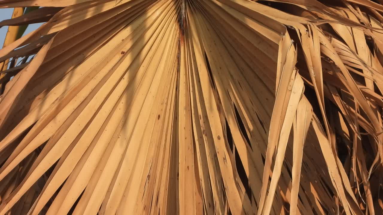 hojas de plantas de boraso - hojas secas