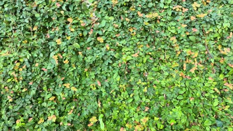 a wall densely covered with green leaves