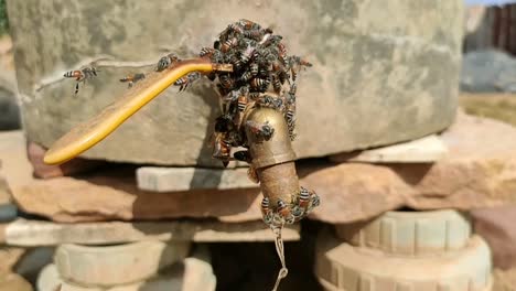 Bees-flying-and-drinking-water-to-tap,-slow-motion