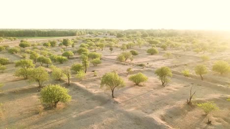 sunshine lens flare trees scattered in farm field in the morning blue sky green field alone tree aerial view pistachio nuts agriculture in middle east persian iranian local people in qazvin