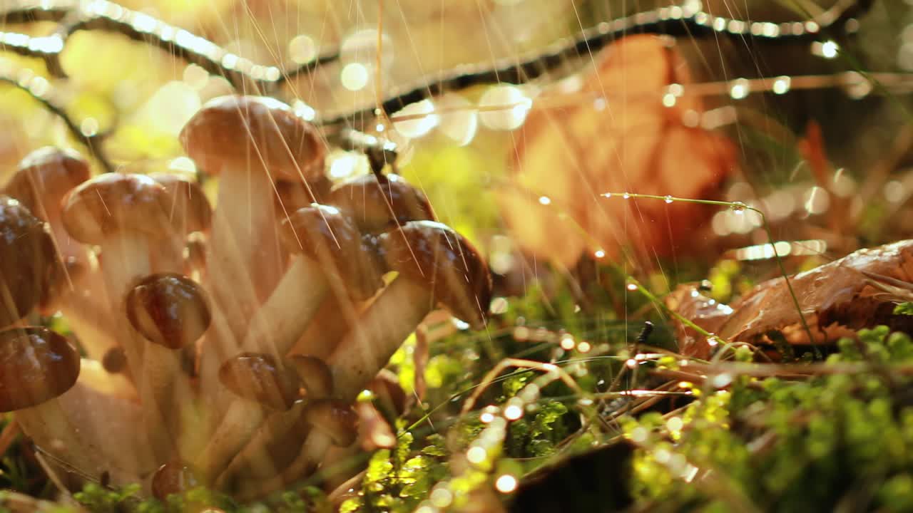 비가 오는  ⁇ 빛이 비는 숲에서  ⁇ 의 아가릭의 armillaria 버섯.