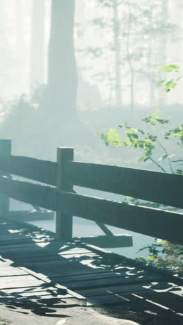 misty morning walkway through the forest