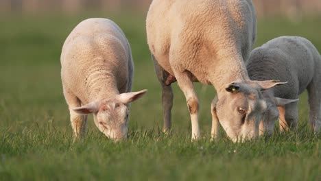 Juvenile-lambs-graze-together-with-mother-sheep-in-lush-green-farmland-meadow