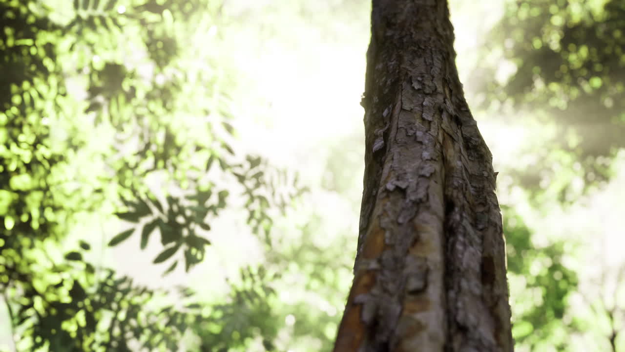 Sunlight filters through foliage in a vibrant forest during early morning hours