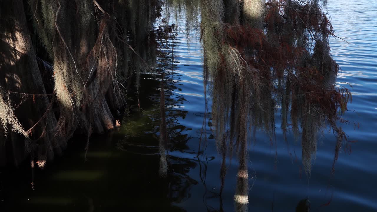 Wunderschönes Baumlaub berührt fast die Wasseroberfläche. Eine Reihe kleiner Wellen bewegt sich sanft, wie ein leiser Tanz.